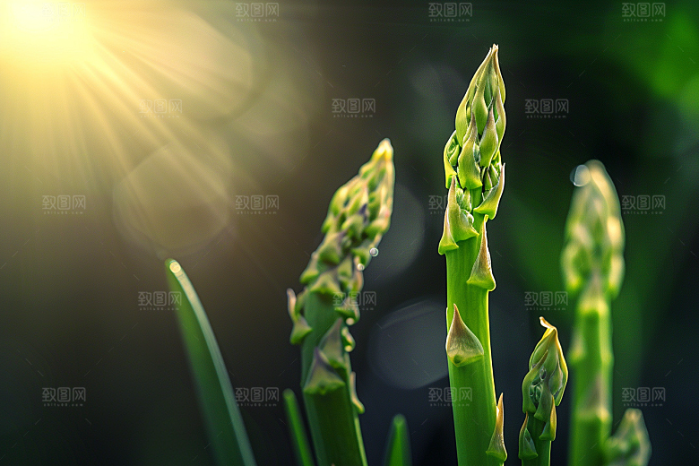 芦笋食材蔬菜摄影图