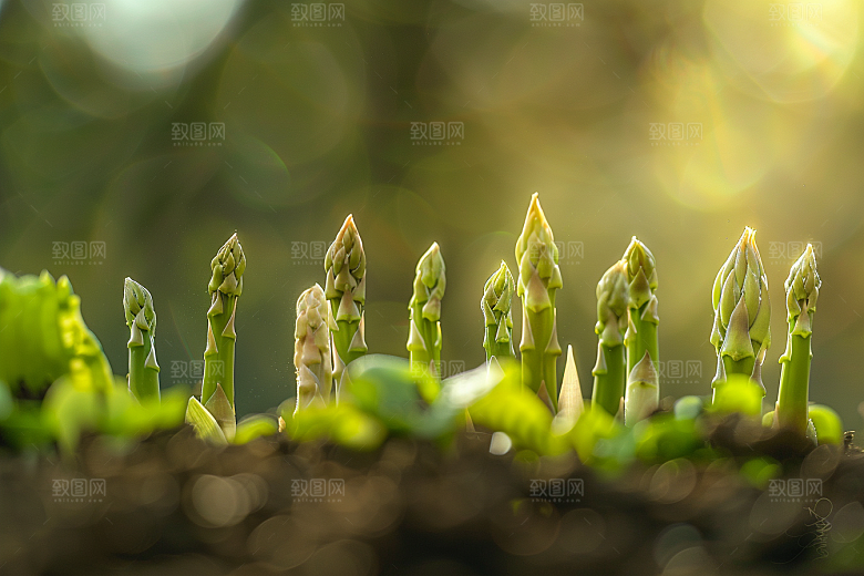 芦笋健身餐蔬菜摄影图