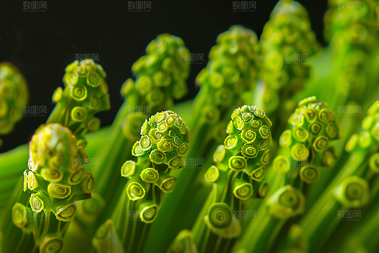 芦笋轻食绿色摄影图