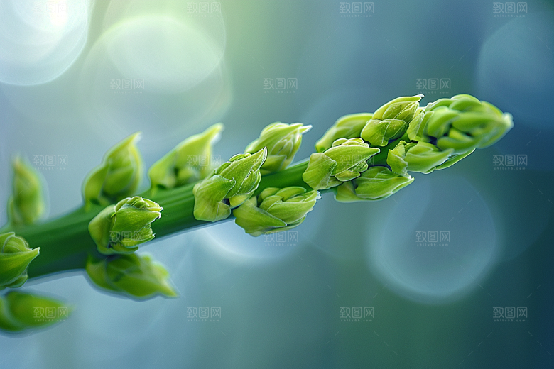 芦笋健身餐食材摄影图