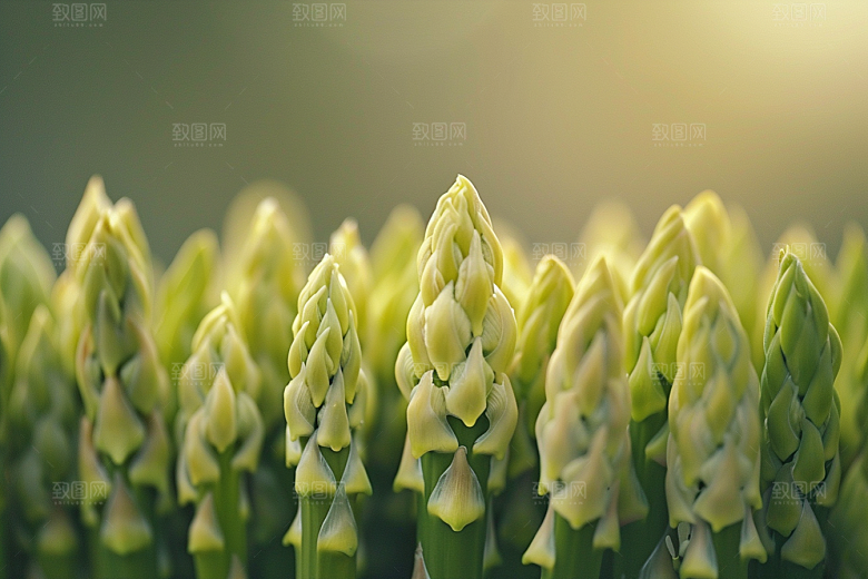 芦笋抗癌食材摄影图