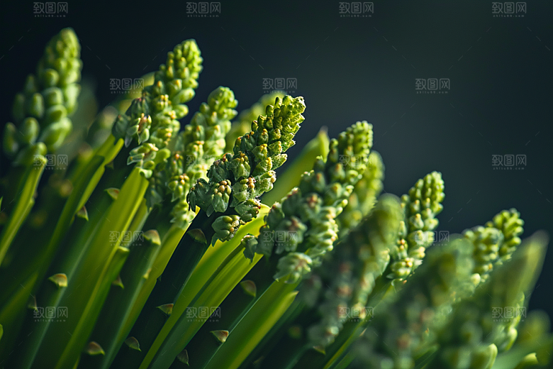 芦笋轻食健康食品摄影图