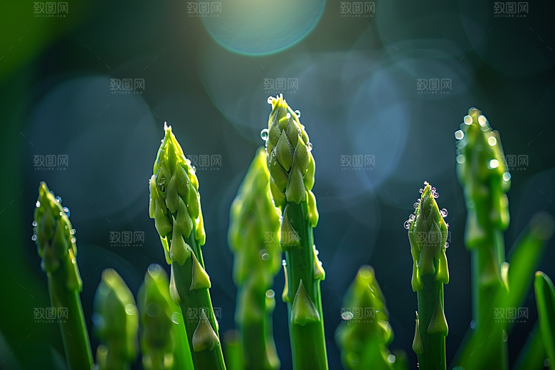 芦笋绿色高清摄影图