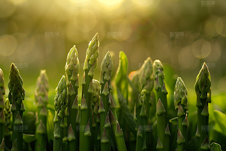 芦笋轻食绿色摄影图