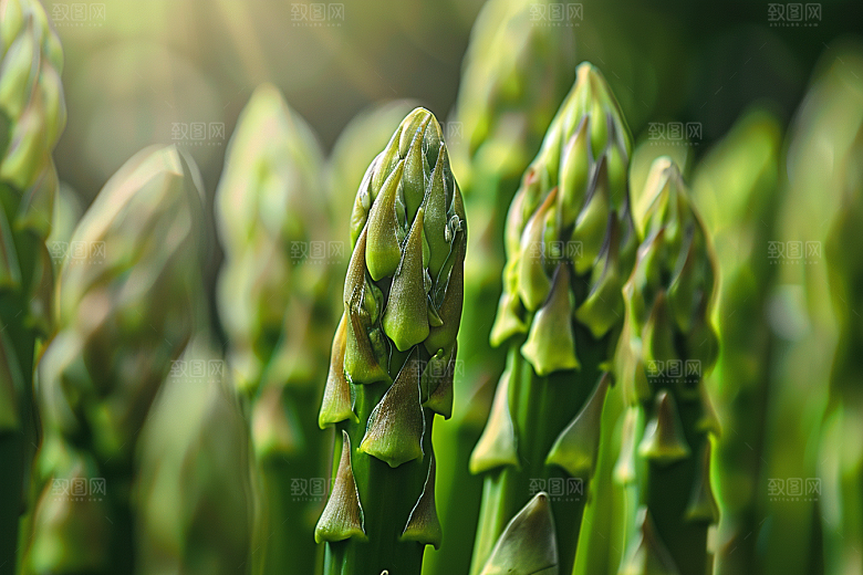 芦笋蔬菜自然摄影图