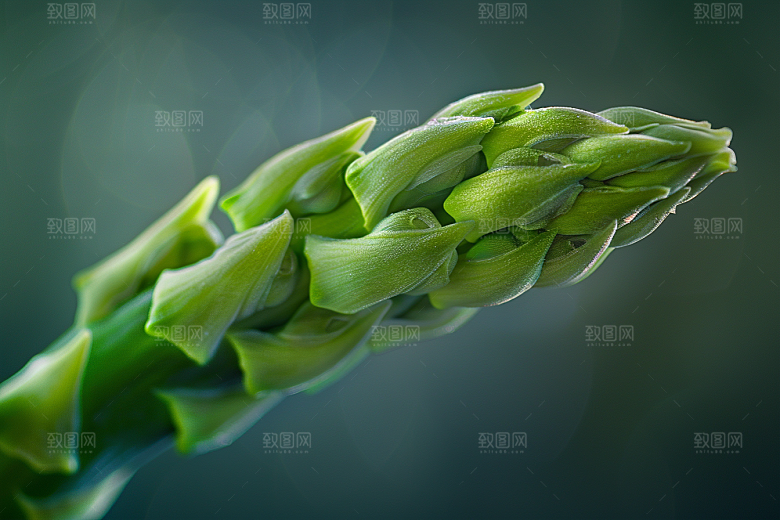 芦笋轻食绿色摄影图