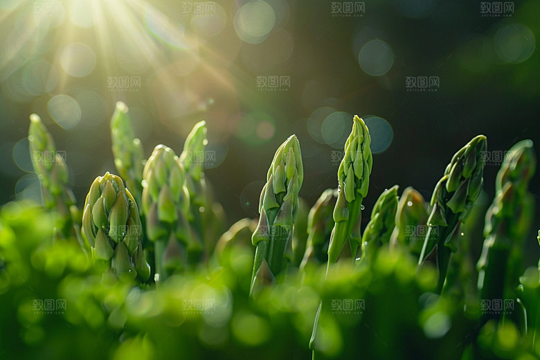 芦笋绿色绿色摄影图