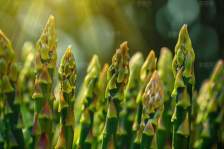 芦笋轻食绿色摄影图