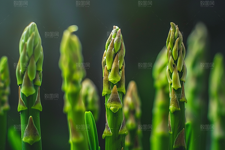芦笋绿色轻食摄影图