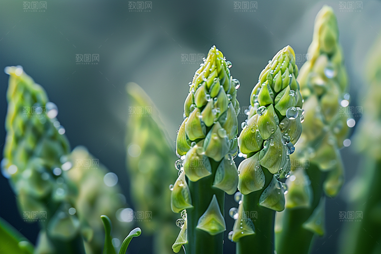芦笋抗癌绿色摄影图