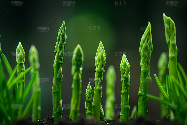 芦笋蔬菜自然摄影图
