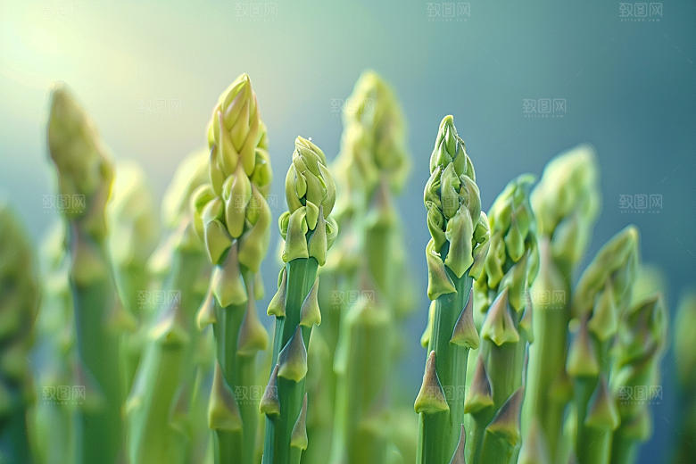 芦笋绿色蔬菜摄影图