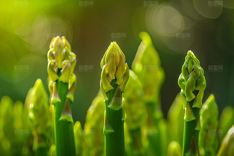 芦笋蔬菜轻食摄影图