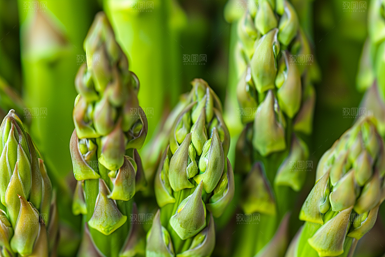 芦笋绿色高清摄影图