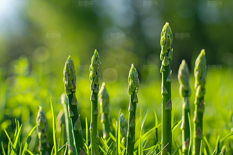 芦笋蔬菜高清摄影图