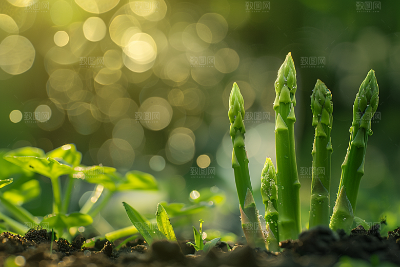 芦笋食材健身餐摄影图