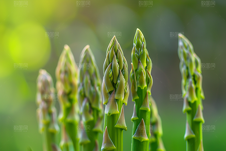 芦笋绿色高清摄影图