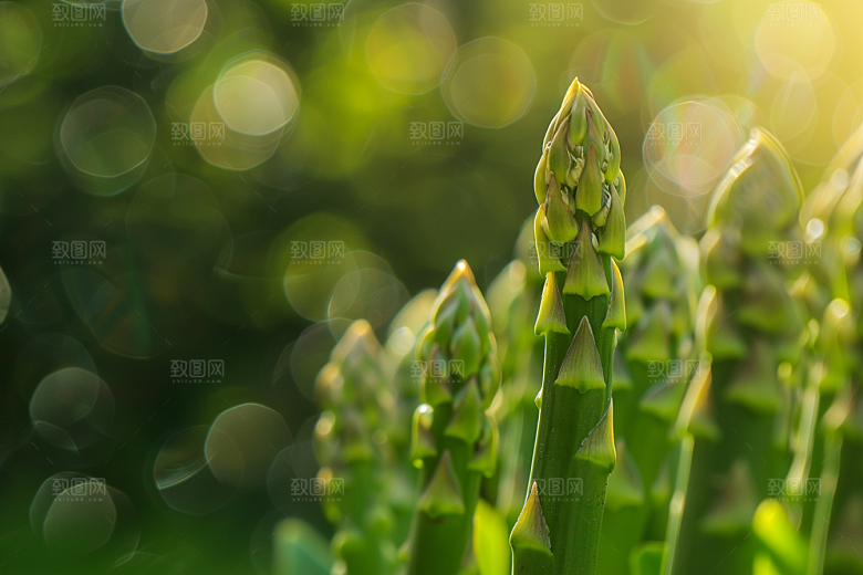 芦笋蔬菜自然摄影图
