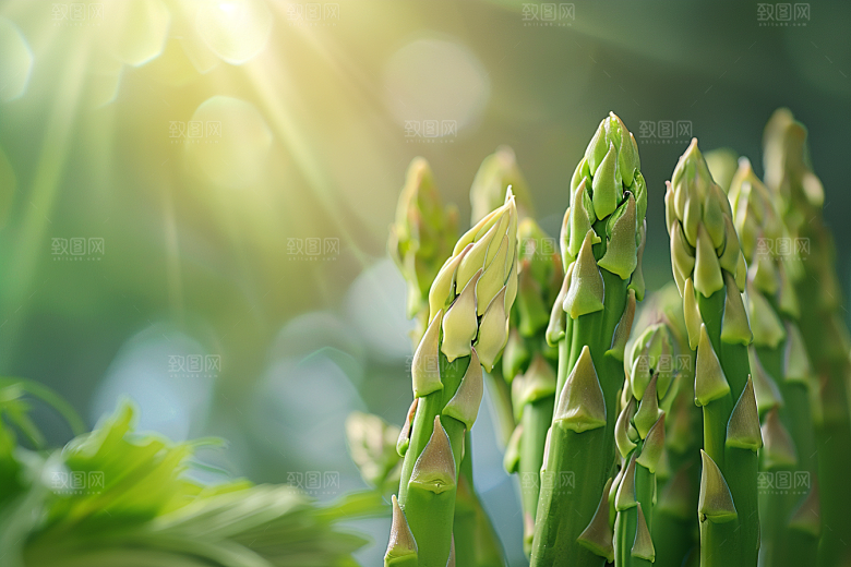 芦笋蔬菜抗癌摄影图