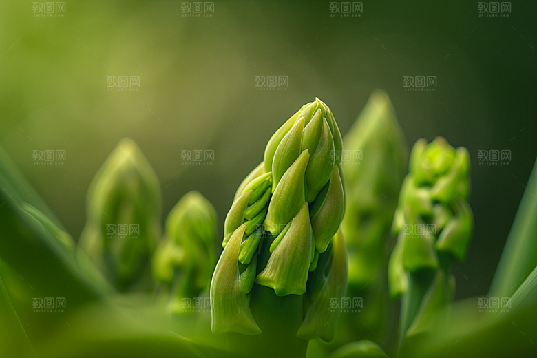芦笋蔬菜食材摄影图