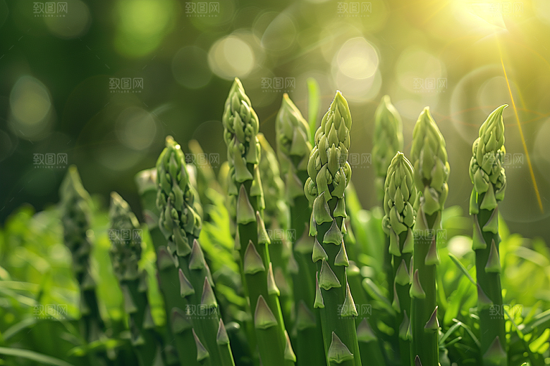 芦笋绿色蔬菜摄影图