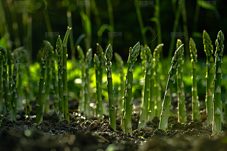 芦笋抗癌蔬菜摄影图