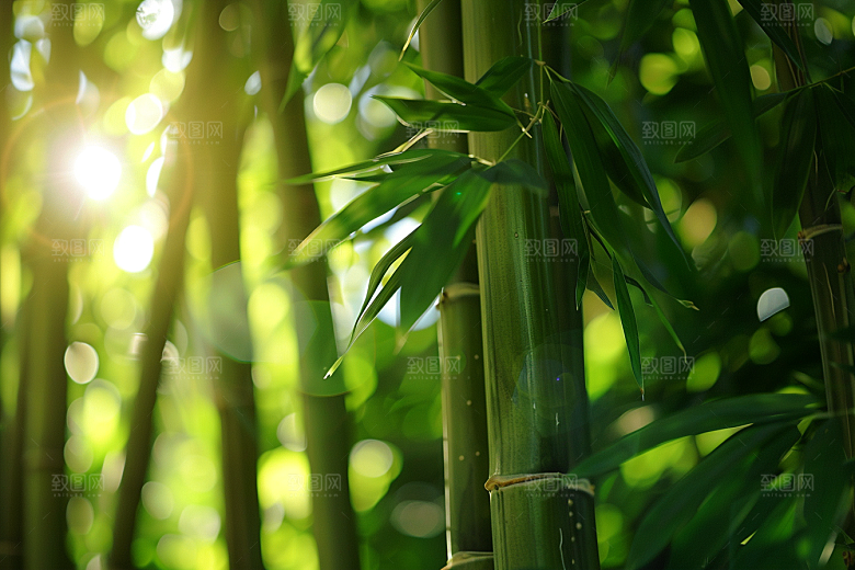 芦笋绿色食材摄影图