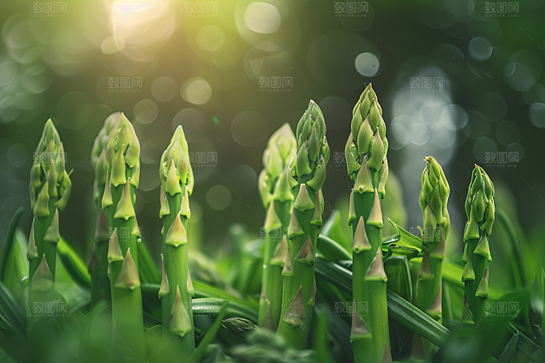 芦笋自然高清摄影图