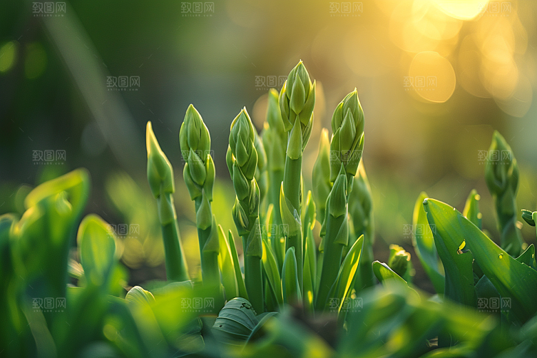 芦笋食材蔬菜摄影图