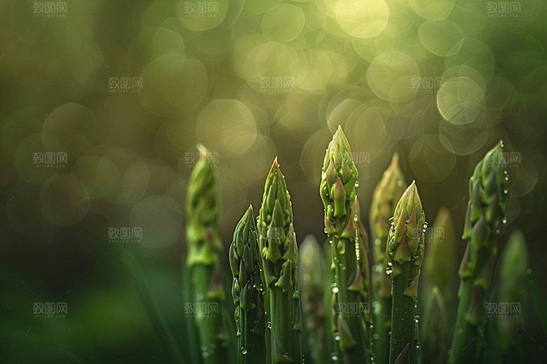 芦笋自然抗癌摄影图