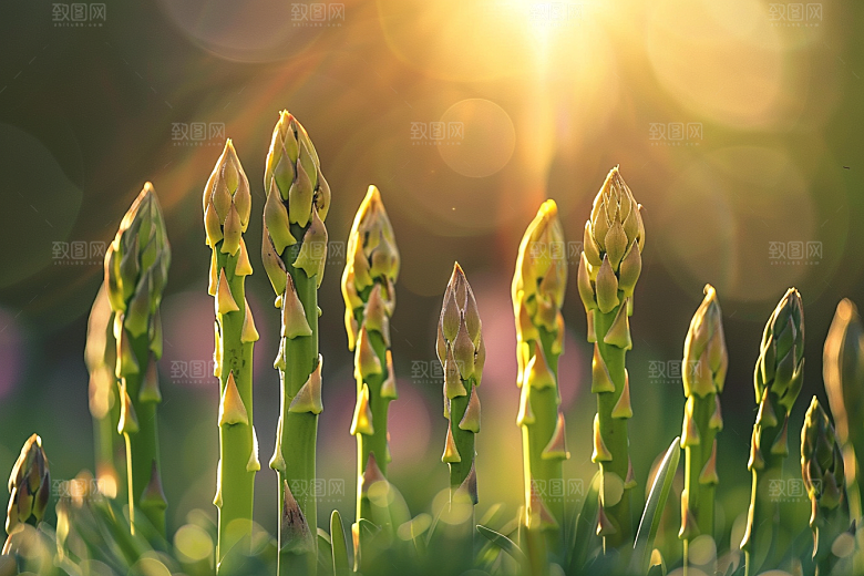 芦笋轻食轻食摄影图
