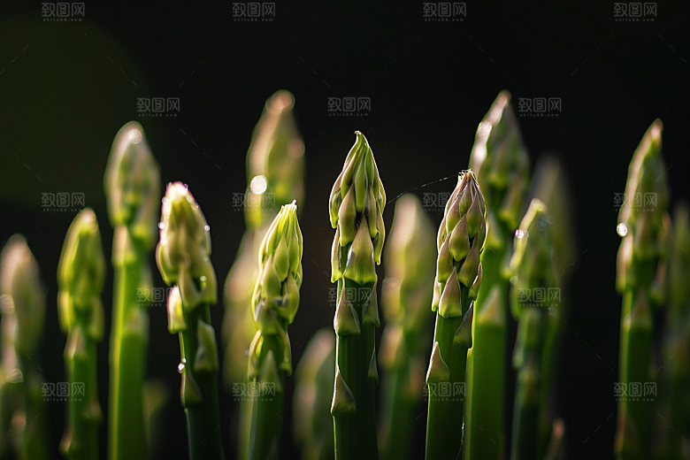芦笋蔬菜绿色摄影图