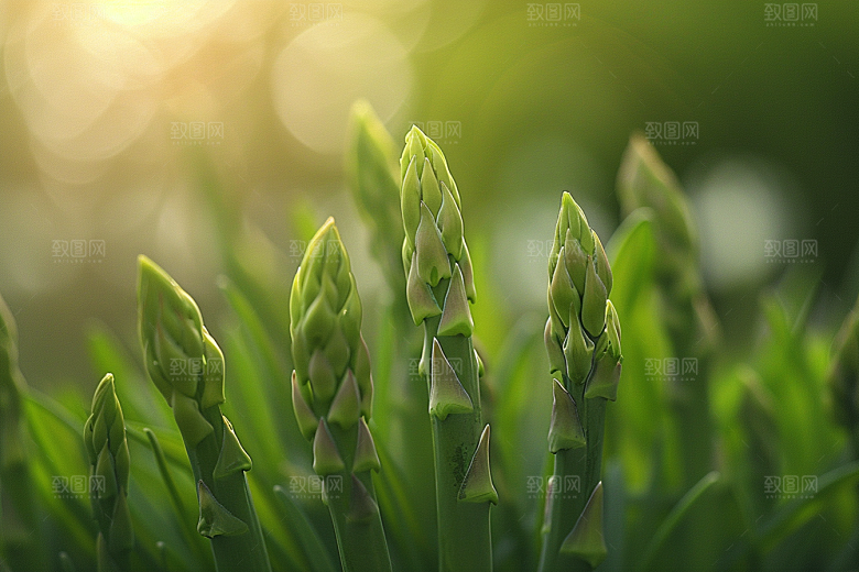 芦笋蔬菜自然摄影图