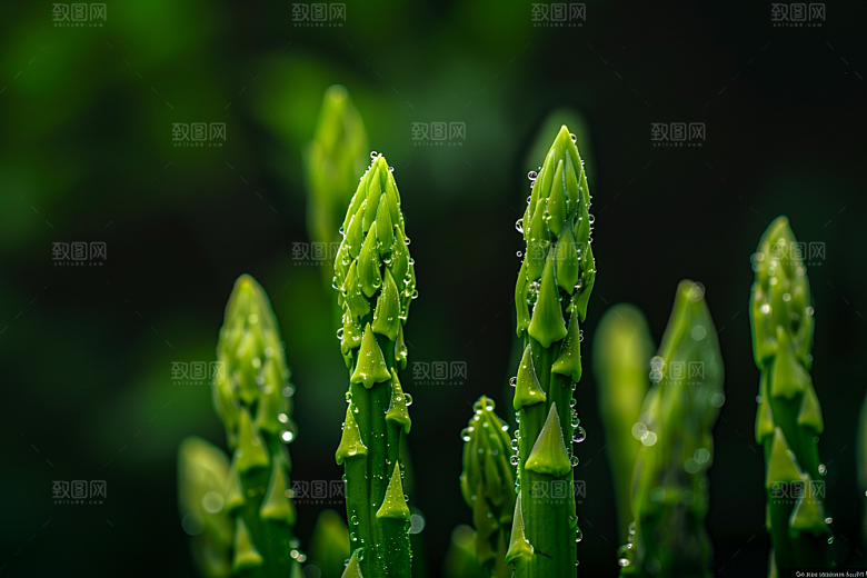 芦笋食材高清摄影图