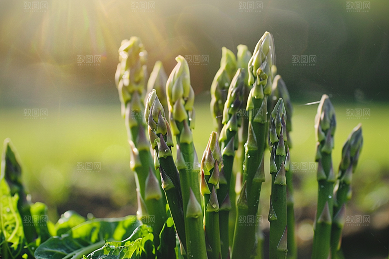 芦笋轻食食材摄影图