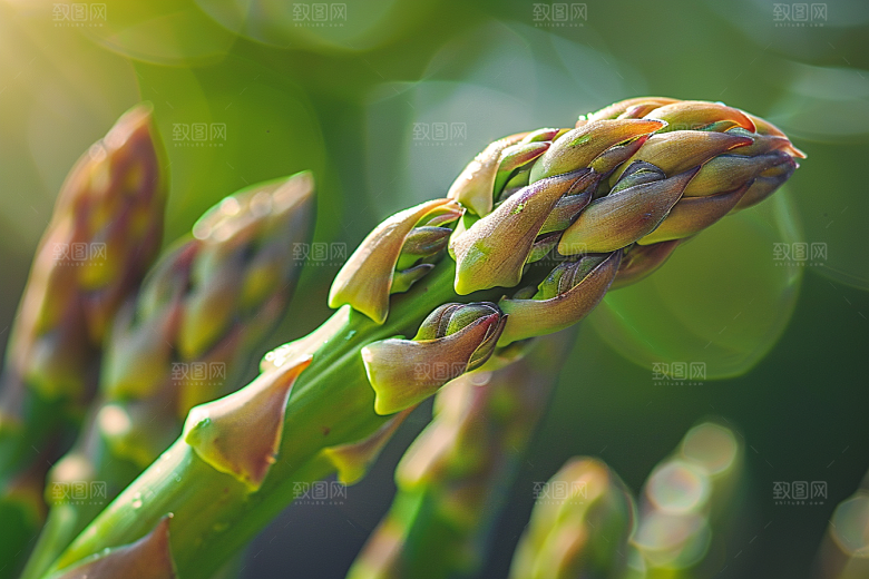 芦笋自然蔬菜摄影图