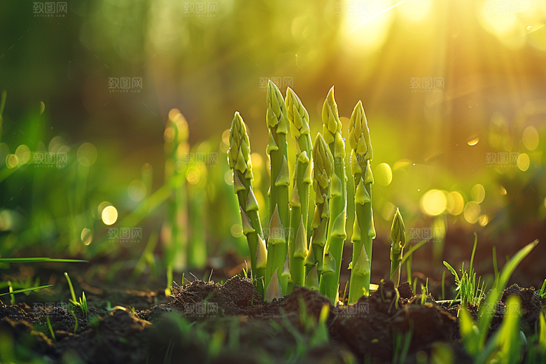 芦笋蔬菜食材摄影图