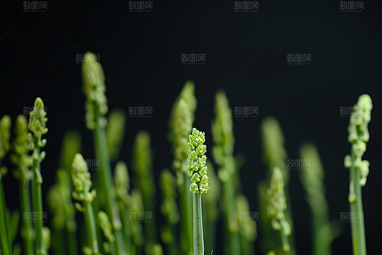 芦笋绿色食材摄影图
