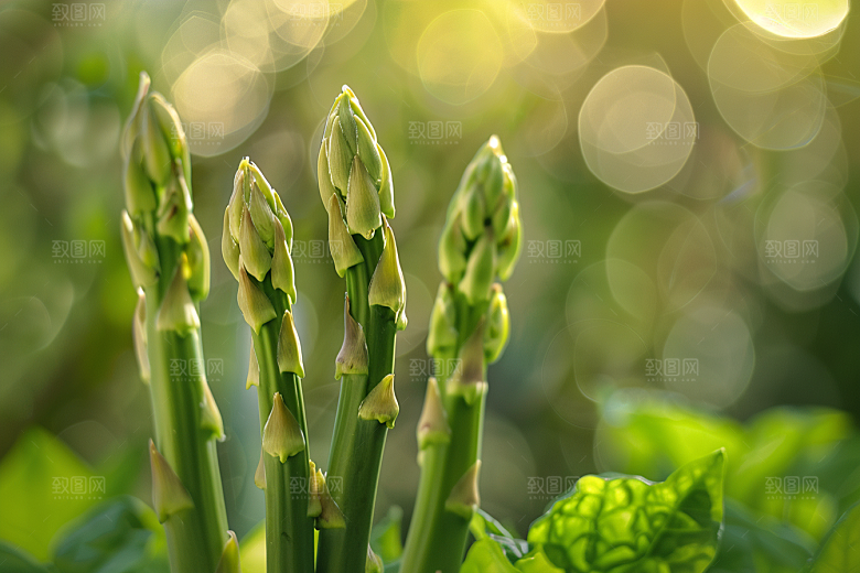 芦笋轻食食材摄影图