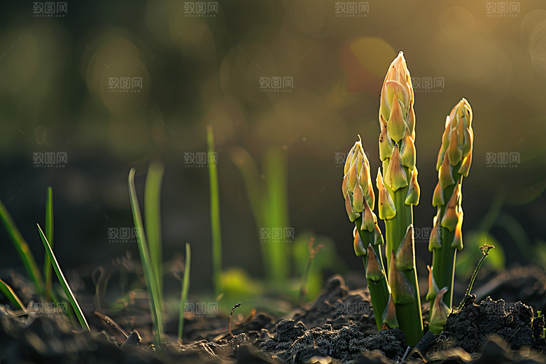 芦笋高清蔬菜摄影图