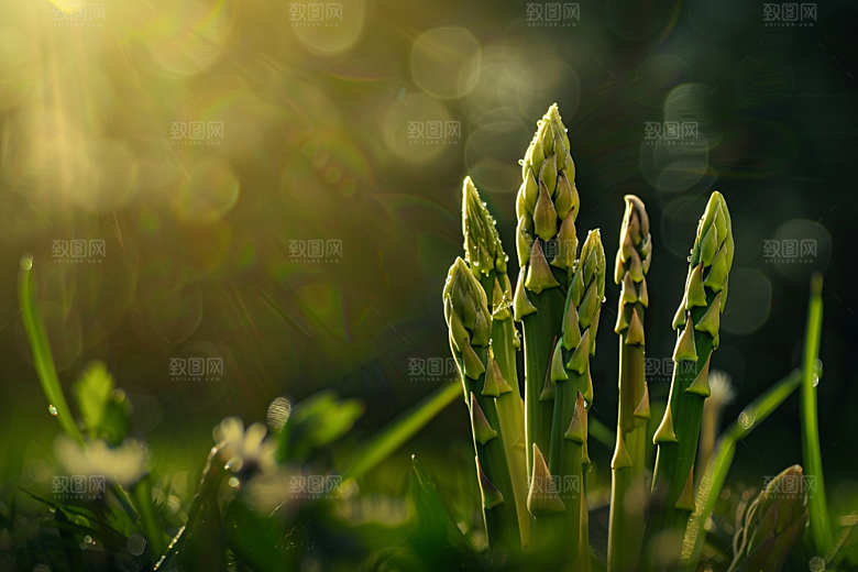 芦笋食材蔬菜摄影图