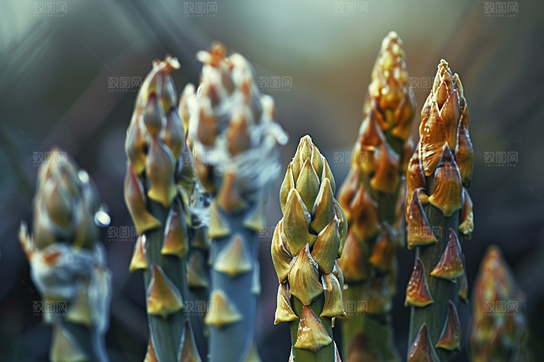 芦笋高清食材摄影图
