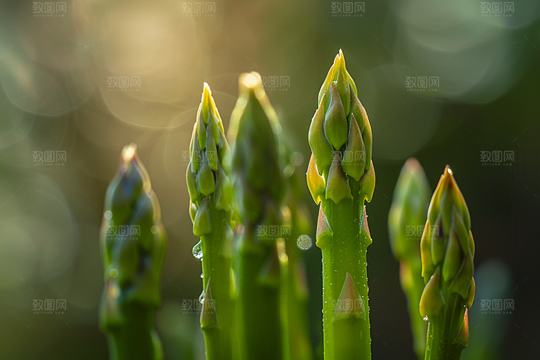芦笋轻食绿色摄影图