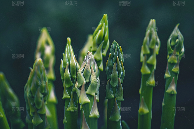 芦笋自然轻食摄影图