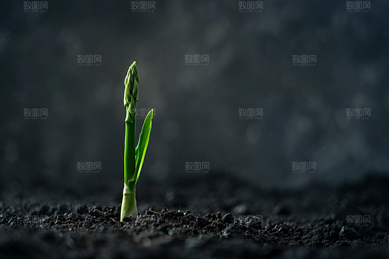 芦笋轻食高清摄影图