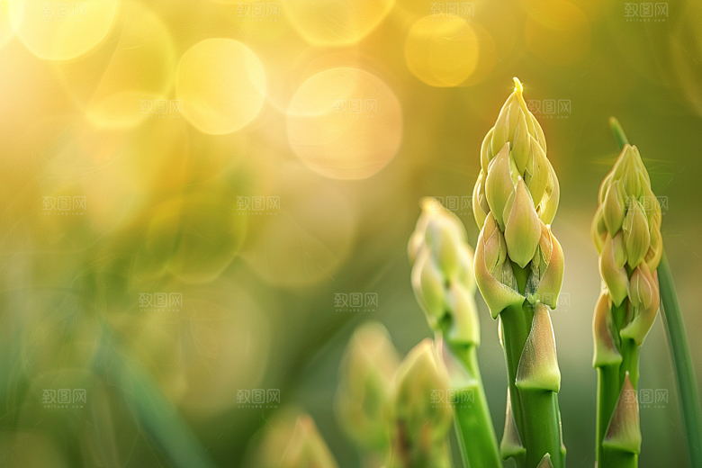 芦笋蔬菜高清摄影图