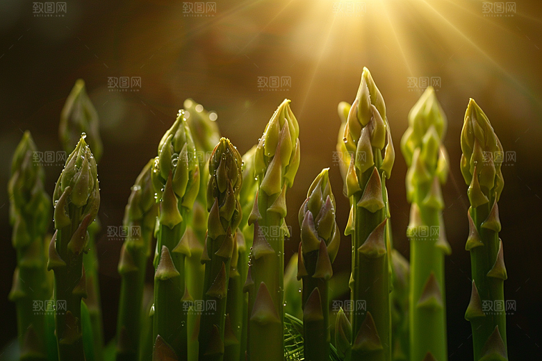 芦笋绿色高清摄影图