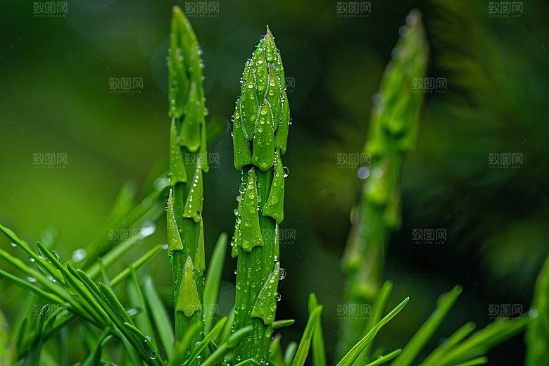 芦笋食材自然摄影图