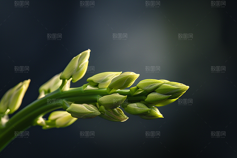 芦笋健身餐轻食摄影图