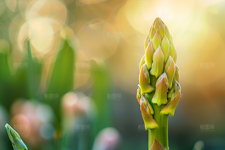 芦笋蔬菜轻食摄影图